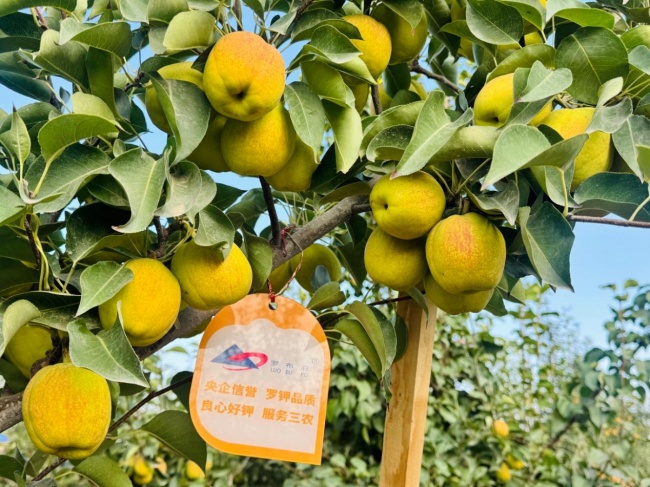 《种植前线》丝路梨香盈满园，国投罗钾携手新疆农佳乐，解锁香梨丰收密码