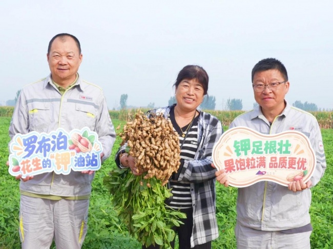 《种植前线》豫地花生香，沃土聚钾旺，“罗布泊”全程方案赋能河南花生产业提质升级