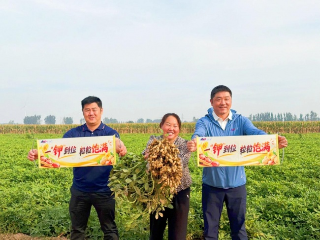 《种植前线》豫地花生香，沃土聚钾旺，“罗布泊”全程方案赋能河南花生产业提质升级