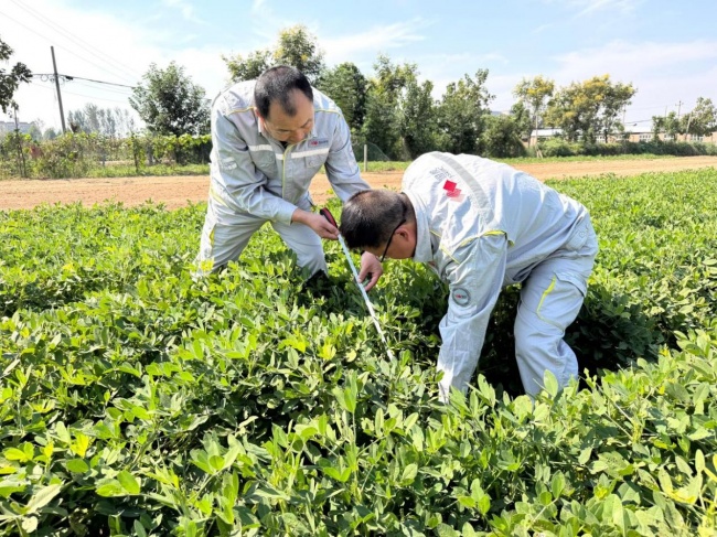《种植前线》豫地花生香，沃土聚钾旺，“罗布泊”全程方案赋能河南花生产业提质升级
