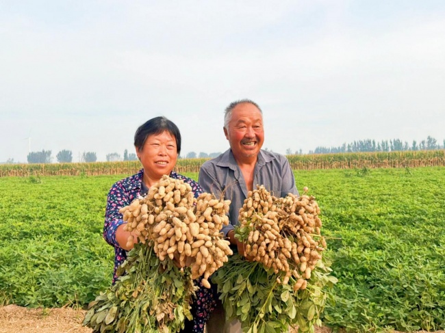 《种植前线》豫地花生香，沃土聚钾旺，“罗布泊”全程方案赋能河南花生产业提质升级