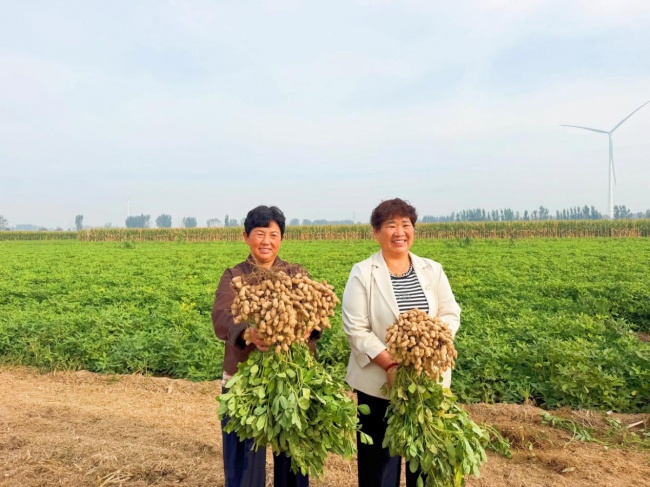 《种植前线》豫地花生香，沃土聚钾旺，“罗布泊”全程方案赋能河南花生产业提质升级