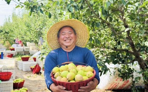 《种植前线》丝路梨香盈满园，国投罗钾携手新疆农佳乐，解锁香梨丰收密码