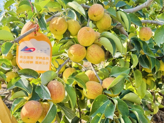 《种植前线》丝路梨香盈满园，国投罗钾携手新疆农佳乐，解锁香梨丰收密码