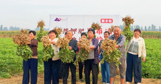 《种植前线》豫地花生香，沃土聚钾旺，“罗布泊”全程方案赋能河南花生产业提质升级