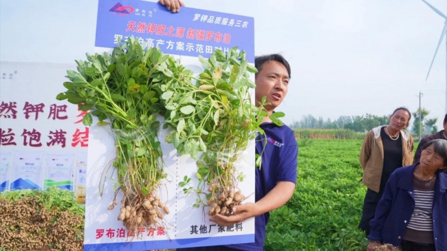 《种植前线》豫地花生香，沃土聚钾旺，“罗布泊”全程方案赋能河南花生产业提质升级