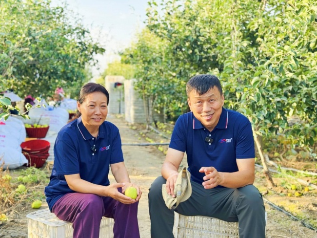 《种植前线》丝路梨香盈满园，国投罗钾携手新疆农佳乐，解锁香梨丰收密码