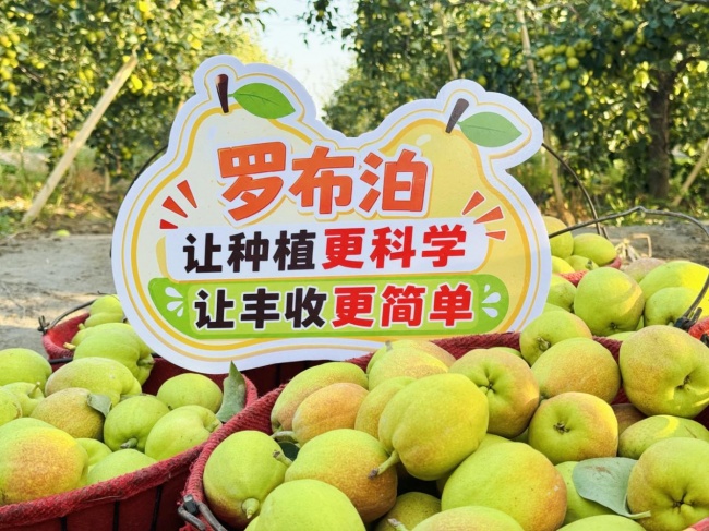 《种植前线》丝路梨香盈满园，国投罗钾携手新疆农佳乐，解锁香梨丰收密码