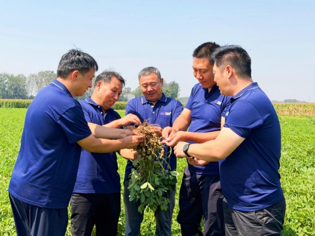 《种植前线》豫地花生香，沃土聚钾旺，“罗布泊”全程方案赋能河南花生产业提质升级