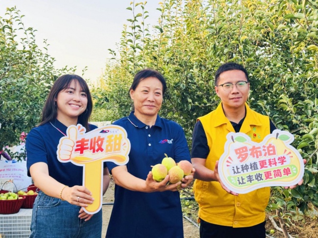 《种植前线》丝路梨香盈满园，国投罗钾携手新疆农佳乐，解锁香梨丰收密码