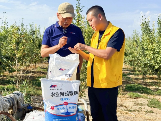 《种植前线》丝路梨香盈满园，国投罗钾携手新疆农佳乐，解锁香梨丰收密码