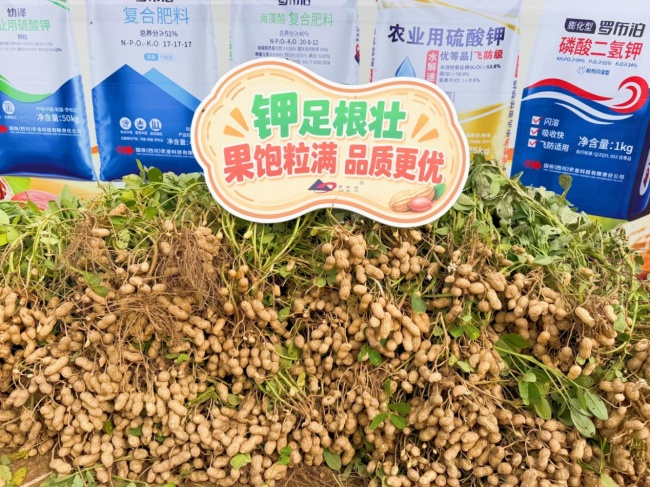 《种植前线》豫地花生香，沃土聚钾旺，“罗布泊”全程方案赋能河南花生产业提质升级