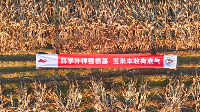 深耕黑土沃野，亩产2048斤！“罗布泊”系列产品玉米示范田亮出丰收“成绩单”