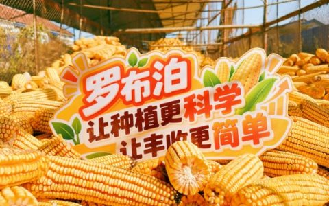 深耕黑土沃野，亩产2048斤！“罗布泊”系列产品玉米示范田亮出丰收“成绩单”
