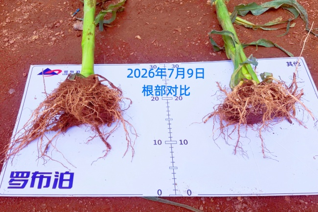 深耕黑土沃野，亩产2048斤！“罗布泊”系列产品玉米示范田亮出丰收“成绩单”