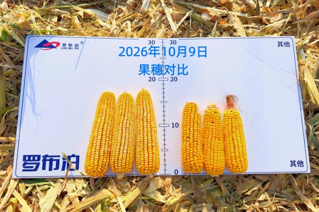 深耕黑土沃野，亩产2048斤！“罗布泊”系列产品玉米示范田亮出丰收“成绩单”